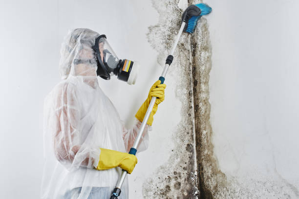 Office Mold Removal Services in Omaha, NE