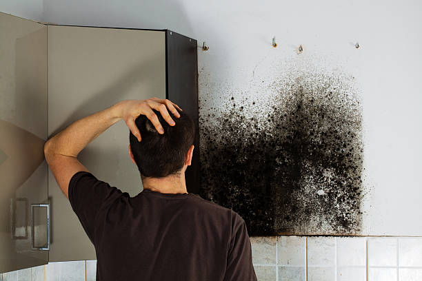Best Certified Mold Removal  in Omaha, NE
